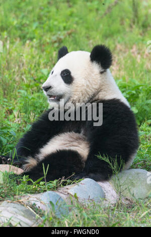 Due anni di giovane panda gigante (Ailuropoda melanoleuca), Chengdu Sichuan, in Cina, Asia Foto Stock