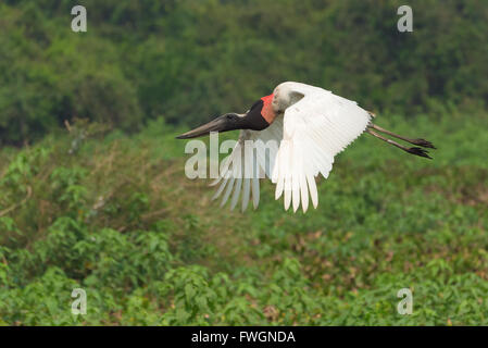 Jabiru Aeroporto (Jabiru Aeroporto mycteria) in volo, Pantanal, Mato Grosso, Brasile, Sud America Foto Stock