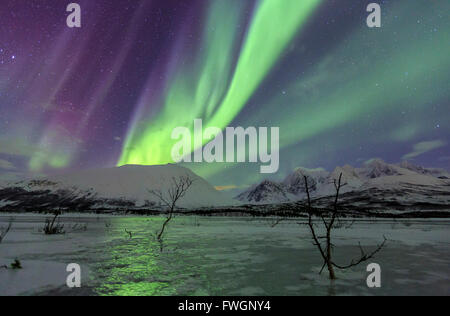Aurora Boreale sulla laguna gelata di Jaegervatnet, Stortind, Alpi Lyngen, Troms, Lapponia, Norvegia, Scandinavia, Europa Foto Stock