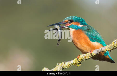 Kingfisher (Alcedo atthis), nello Yorkshire, Inghilterra, Regno Unito, Europa Foto Stock