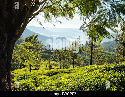 Le piantagioni di tè vicino a Munnar Kerala, India, Asia del Sud Foto Stock