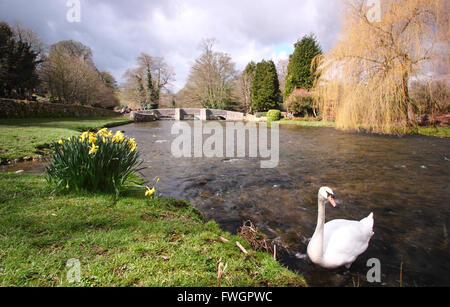 Un cigno vicino al Sheepwash medievale Ponte sul fiume Wye a Ashford in acqua; un bellissimo Peak District village,Inghilterra REGNO UNITO Foto Stock