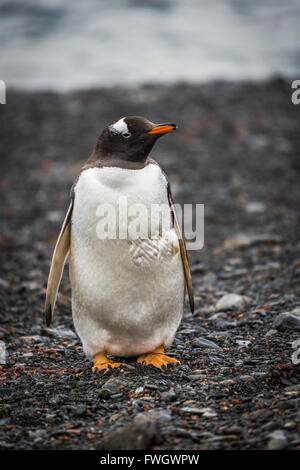 Pinguino Gentoo guardando la fotocamera sulla ghiaia Foto Stock