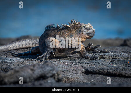 Iguana marina testa di tornitura su roccia vulcanica Foto Stock