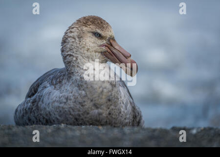 Il gigante del nord petrel seduto sulla spiaggia sabbiosa Foto Stock