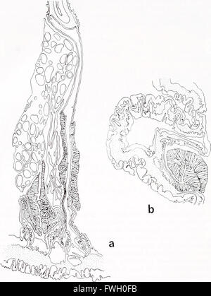 Il bollettino biologico Foto Stock