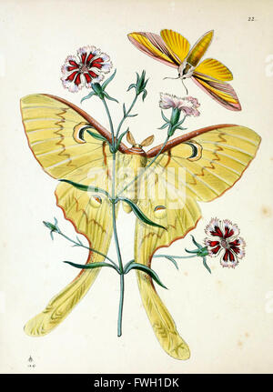 Il cabinet di entomologia orientali (Pl. 22) Foto Stock