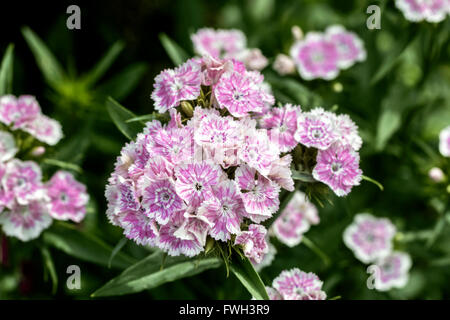 Bella luce rosa giardino garofano turco a nuvoloso giorno di estate Foto Stock
