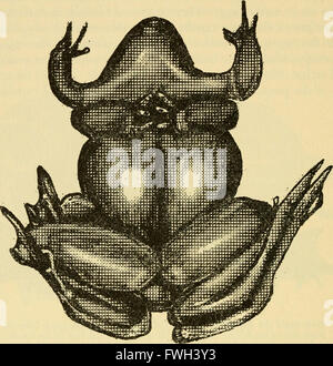 L'ecologia e la vita la storia della rana comune (Rana temporaria temporaria) (1962)