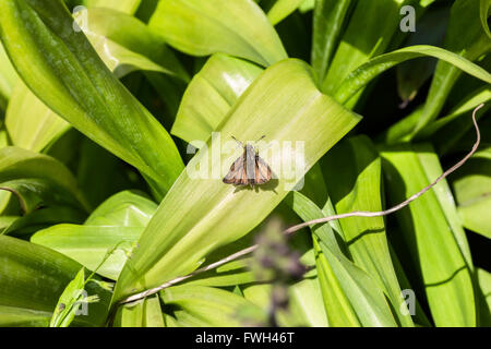 Poco falena marrone sulla foglia verde al giorno di sole Foto Stock