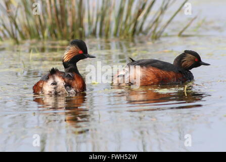 Close-up di un Europeo a collo nero svasso (Podiceps nigricollis) in pieno piumaggio di allevamento a nuotare in un lago Foto Stock