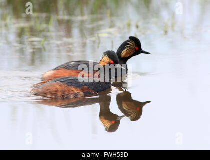 Maschio e femmina nera europea svasso collo (Podiceps nigricollis) nuotare a fianco a fianco in un lago Foto Stock