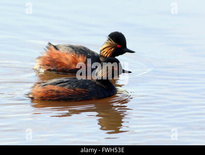 Close-up di un Europeo a collo nero svasso (Podiceps nigricollis) in pieno piumaggio di allevamento a nuotare in un lago Foto Stock