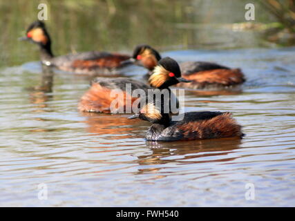 Molti europei a collo nero svassi (Podiceps nigricollis) nuoto a va e vieni in un lago Foto Stock