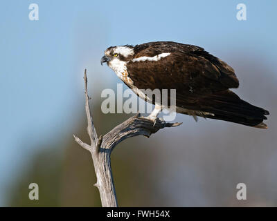 Osprey seduto su albero morto Foto Stock