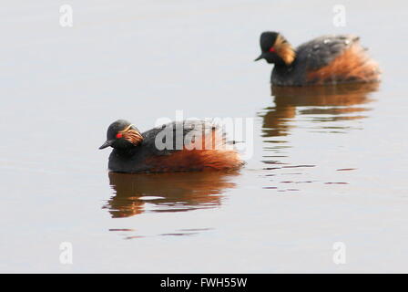 Paio di unione collo nero svassi (Podiceps nigricollis) in pieno piumaggio di allevamento a nuotare in un lago Foto Stock