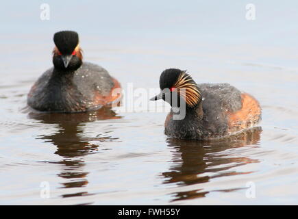 Paio di unione collo nero svassi (Podiceps nigricollis) in pieno piumaggio di allevamento a nuotare in un lago Foto Stock