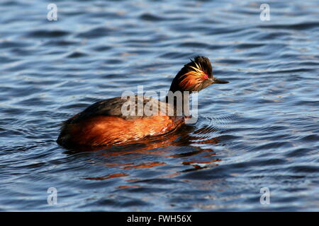 Close-up di un Europeo a collo nero svasso (Podiceps nigricollis) in pieno piumaggio di allevamento a nuotare in un lago Foto Stock