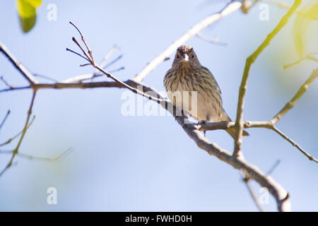 Asuncion, Paraguay. 11th giugno, 2016. Una femmina di zafferano (Sicalis flaveola) pappe sul ramo dell'albero di guava mentre prendeva il sole, è visto durante la giornata di sole ad Asuncion, Paraguay. Credit: Andrea M. Chang/Alamy Live News Foto Stock