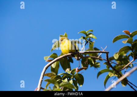 Asuncion, Paraguay. 11 giugno 2016. Un uccello di zafferano maschio (Sicalis flaveola) appollaiato sul ramo dell'albero di guava mentre prendeva il sole, è visto durante il giorno di sole ad Asuncion, Paraguay. Crediti: Andre M. Chang/Alamy Live News Foto Stock