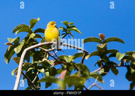 Asuncion, Paraguay. 11 giugno 2016. Un uccello di zafferano maschio (Sicalis flaveola) appollaiato sul ramo dell'albero di guava mentre prendeva il sole, è visto durante il giorno di sole ad Asuncion, Paraguay. Crediti: Andre M. Chang/Alamy Live News Foto Stock