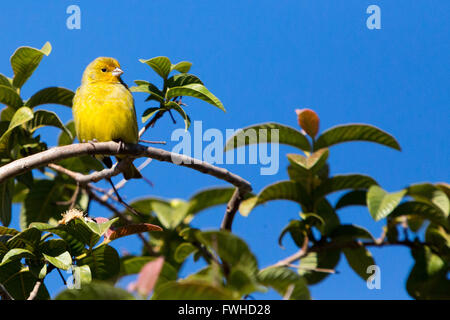 Asuncion, Paraguay. 11 giugno 2016. Un uccello di zafferano maschio (Sicalis flaveola) appollaiato sul ramo dell'albero di guava mentre prendeva il sole, è visto durante il giorno di sole ad Asuncion, Paraguay. Crediti: Andre M. Chang/Alamy Live News Foto Stock