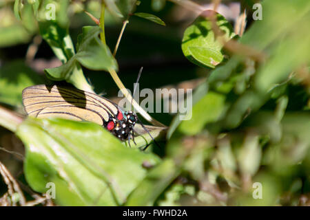 Asuncion, Paraguay. 11 giugno 2016. La striscia di capelli a venatura nera (Atlides polybe), appollaiata sulla foglia, a terra, è visibile durante la giornata di sole ad Asuncion, Paraguay. Crediti: Andre M. Chang/Alamy Live News Foto Stock