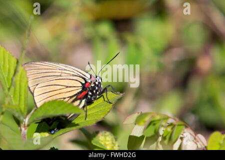 Asuncion, Paraguay. 11 giugno 2016. La striscia di capelli a venatura nera (Atlides polybe), appollaiata sulla foglia, a terra, è visibile durante la giornata di sole ad Asuncion, Paraguay. Crediti: Andre M. Chang/Alamy Live News Foto Stock