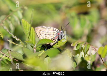 Asuncion, Paraguay. 11 giugno 2016. La striscia di capelli a venatura nera (Atlides polybe), appollaiata sulla foglia, a terra, è visibile durante la giornata di sole ad Asuncion, Paraguay. Crediti: Andre M. Chang/Alamy Live News Foto Stock