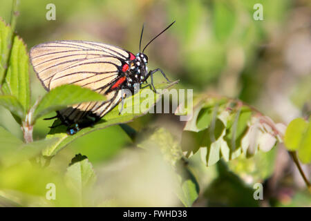 Asuncion, Paraguay. 11 giugno 2016. La striscia di capelli a venatura nera (Atlides polybe), appollaiata sulla foglia, a terra, è visibile durante la giornata di sole ad Asuncion, Paraguay. Crediti: Andre M. Chang/Alamy Live News Foto Stock