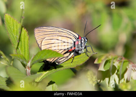 Asuncion, Paraguay. 11 giugno 2016. La striscia di capelli a venatura nera (Atlides polybe), appollaiata sulla foglia, a terra, è visibile durante la giornata di sole ad Asuncion, Paraguay. Crediti: Andre M. Chang/Alamy Live News Foto Stock