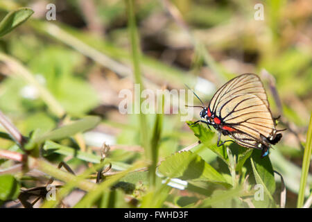 Asuncion, Paraguay. 11 giugno 2016. La striscia di capelli a venatura nera (Atlides polybe), appollaiata sulla foglia, a terra, è visibile durante la giornata di sole ad Asuncion, Paraguay. Crediti: Andre M. Chang/Alamy Live News Foto Stock