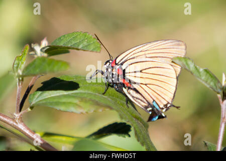 Asuncion, Paraguay. 11 giugno 2016. La striscia di capelli a venatura nera (Atlides polybe), appollaiata sulla foglia, a terra, è visibile durante la giornata di sole ad Asuncion, Paraguay. Crediti: Andre M. Chang/Alamy Live News Foto Stock