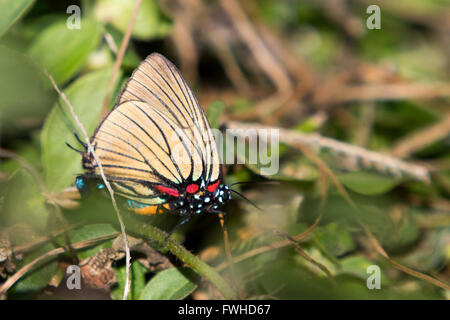 Asuncion, Paraguay. 11 giugno 2016. La striscia di capelli a venatura nera (Atlides polybe), appollaiata sulla foglia, a terra, è visibile durante la giornata di sole ad Asuncion, Paraguay. Crediti: Andre M. Chang/Alamy Live News Foto Stock