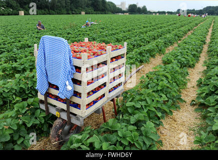 Vechta, Germania. 12 Giugno, 2016. Le gabbie con fragole appena raccolte visto in un campo nei pressi di Vechta, Germania, 12 giugno 2016, con i lavoratori stagionali provenienti dalla Polonia la raccolta in background. Foto: INGO WAGNER/dpa/Alamy Live News Foto Stock