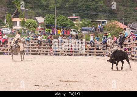 Banos, Ecuador - 30 Novembre 2014: giovani latino-Cowboy a caccia di un toro, concorso pubblico, Sud America In Banos il 30 novembre Foto Stock