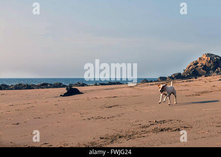 Parson Russell Terrier cane femmina in esecuzione con velocità sulla sabbia fine della spiaggia di Galapagos Foto Stock