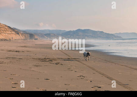 Jack Russell Terrier stanchi dopo aver eseguito con velocità dopo un auto sulla spiaggia Foto Stock