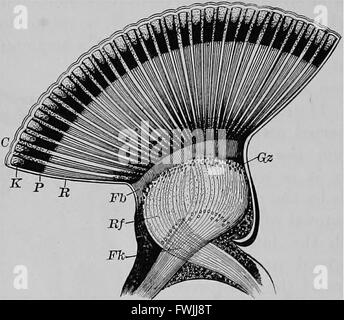 Un libro di testo di fisiologia animale, con capitoli introduttivi sulla biologia generale e un trattamento completo di riproduzione (1889) Foto Stock