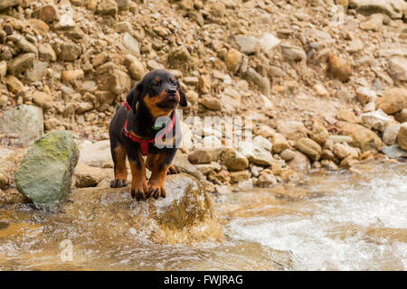 Ritratto di una razza Rottweiler cucciolo tenta di attraversare un fiume Foto Stock