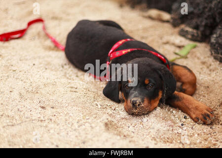 Rottweiler cucciolo giacente a terra e guardando la telecamera Foto Stock