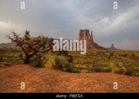 West Mitten Buttes nella luce della sera, Monument Valley Navajo Nation, Arizona, Stati Uniti d'America Foto Stock