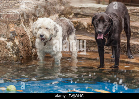 Il Labrador e un Terrier cane sono i bagni in piscina cercando di catturare una palla da tennis Foto Stock