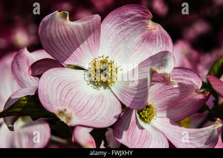 Close up di rosa delicato Cornus florida. Foto Stock