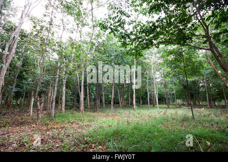 Vibranti fronde verde profondo in estate foresta ampio angolo Foto Stock