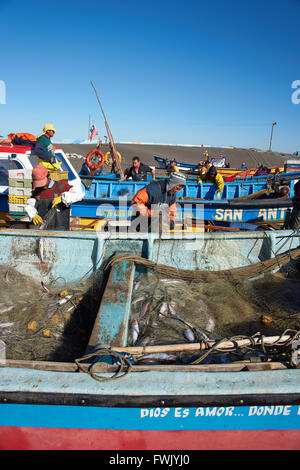 Rimozione dei pescatori merluza (Pacific nasello) dalle reti da pesca a Curanipe in Cile Foto Stock