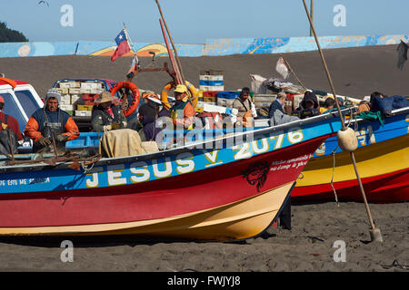 Rimozione dei pescatori merluza (Pacific nasello) dalle reti da pesca a Curanipe in Cile Foto Stock