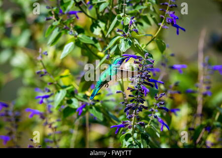 La incredibilmente bella e Verde Violet Eared Hummingbird. Foto Stock