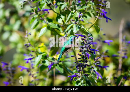 La incredibilmente bella e Verde Violet Eared Hummingbird. Foto Stock