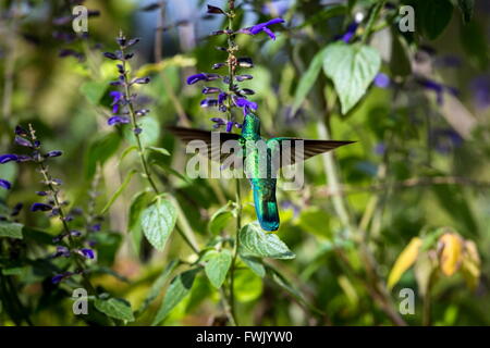 La incredibilmente bella e Verde Violet Eared Hummingbird. Foto Stock